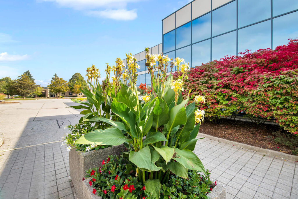 Greenery outside of office building